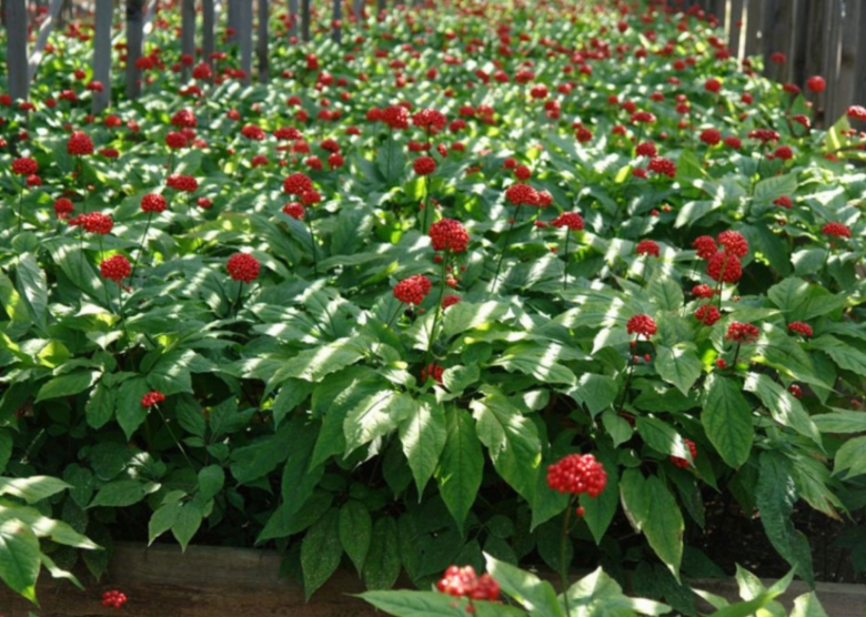 Женьшень дальневосточный