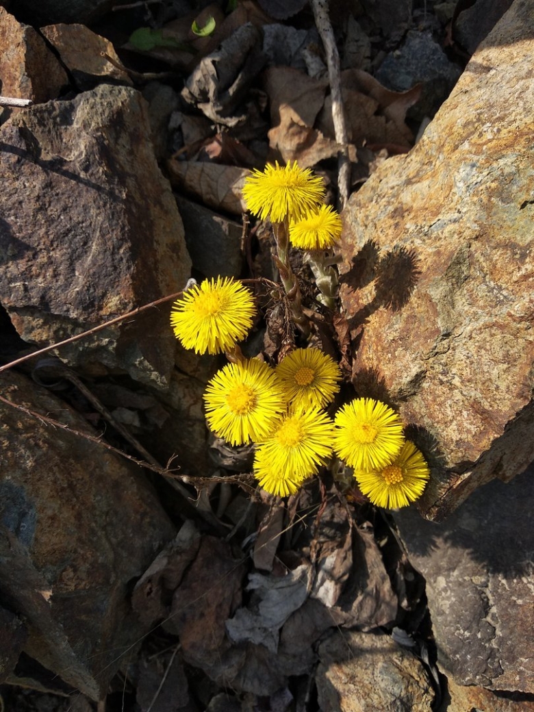 Мать и мачеха