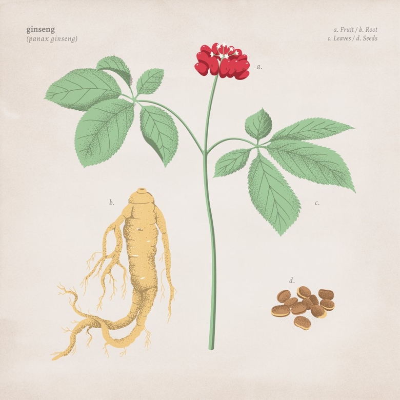 Корни женьшеня Фармакогнозия