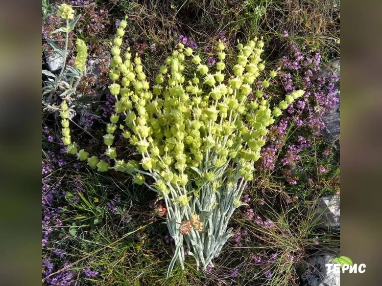 Трава Железница Крымская