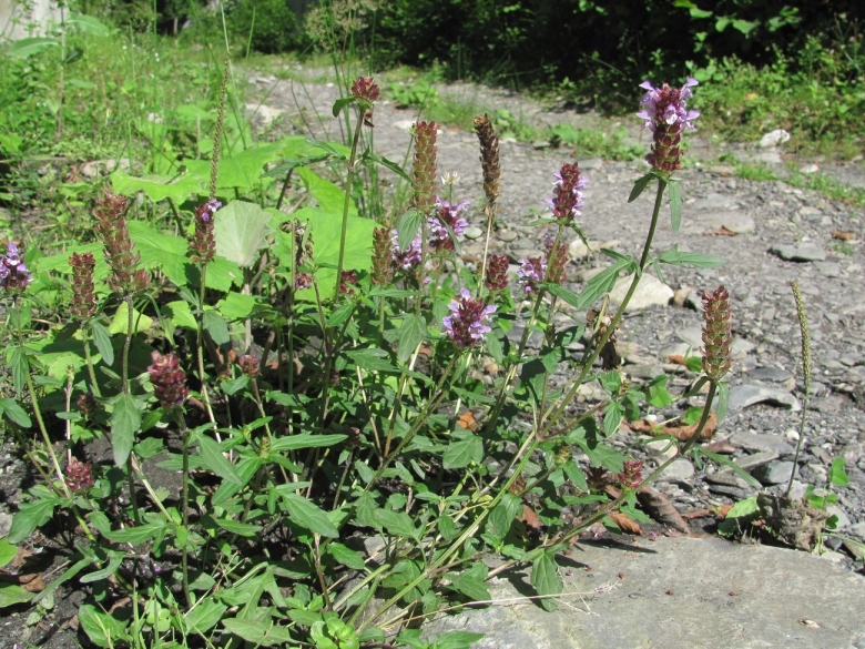 Сорные растения Краснодарского края