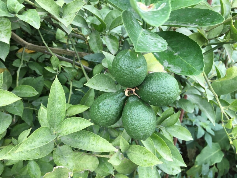 Цитрус мексикан лайм