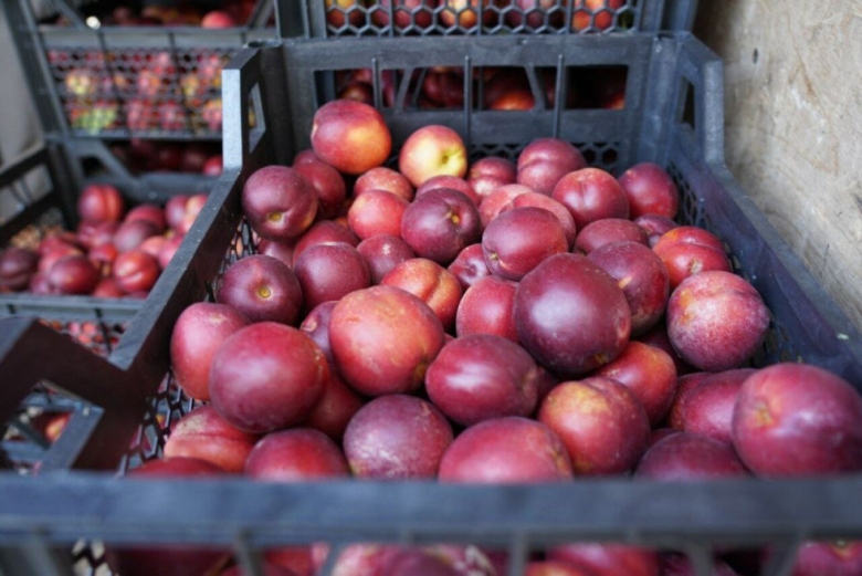 Нектарин сорт лола