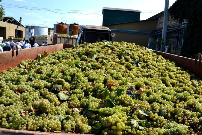 Виноградники дагестана