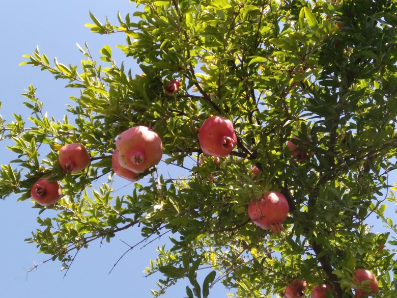 Фрукты дагестана