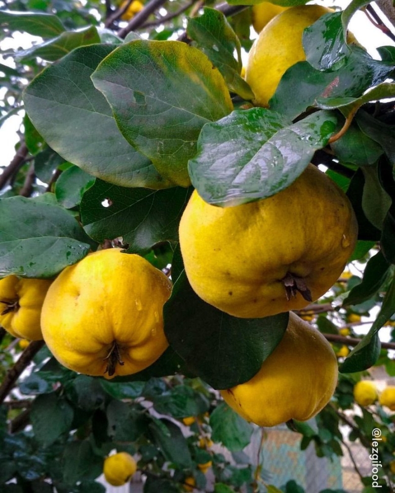 Фрукты которые растут в Дагестане