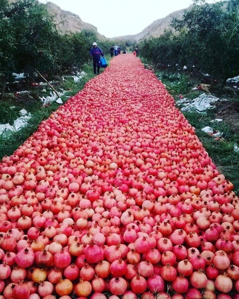 Азербайджан гранатовые плантации