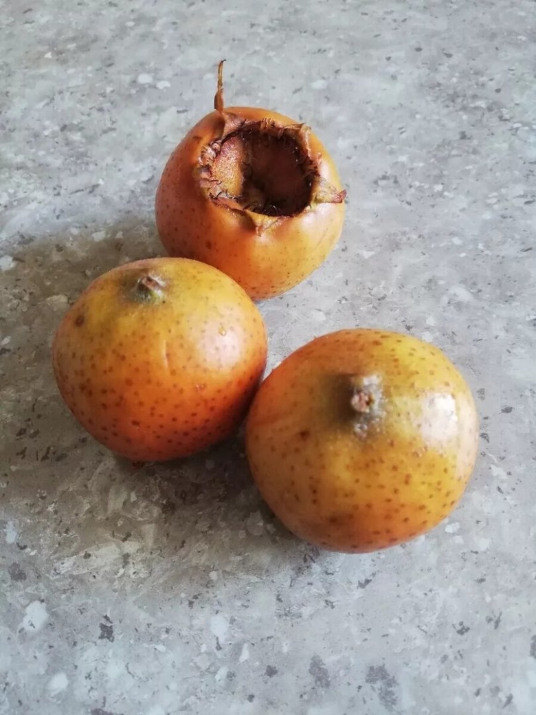 Мушмула Германская Сандра