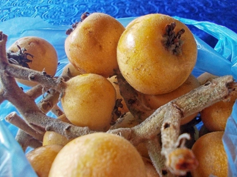 Мушмула Германская