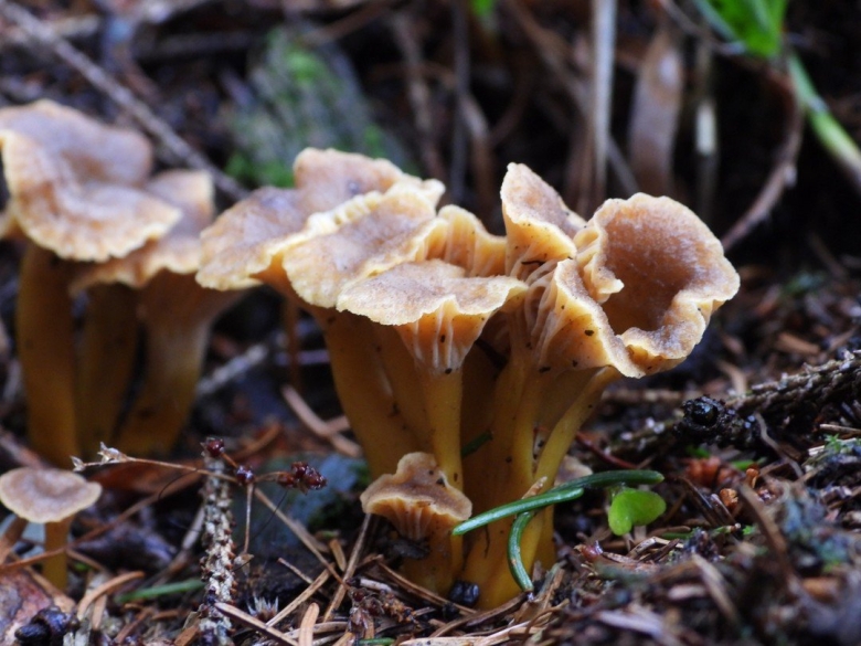 Трубчатые лисички фото и описание