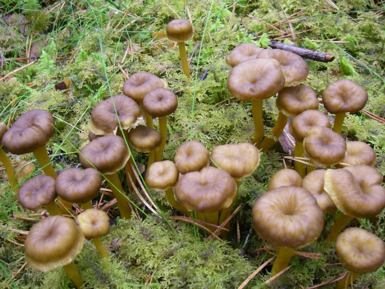 Лисичка воронковидная трубчатая