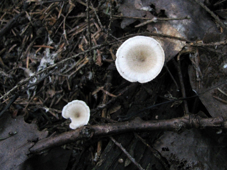 Polyporus tubaeformis