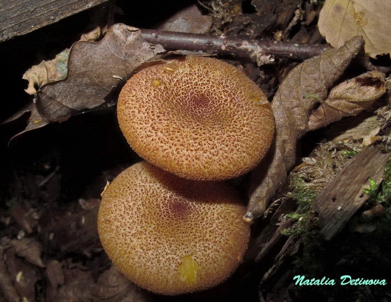 Tricholomopsis flammula