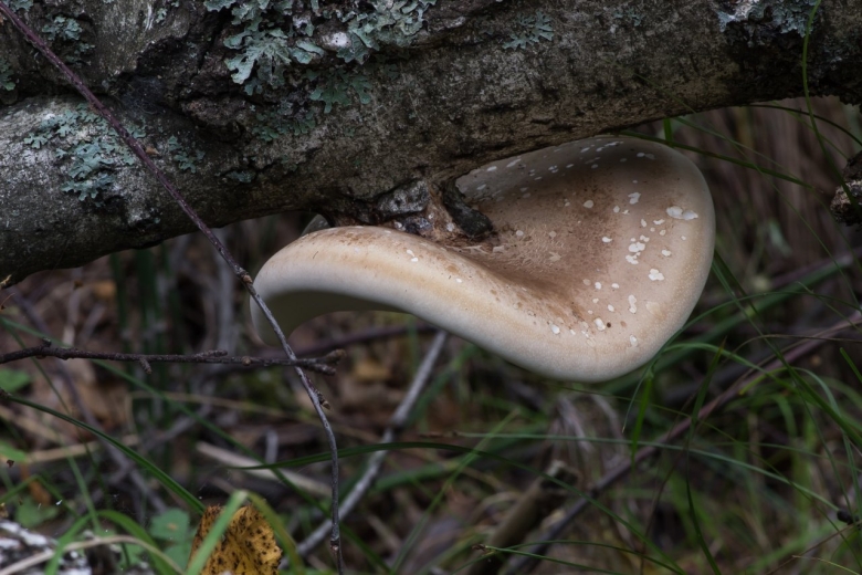 Трутовик берёзовый (fomitopsis betulina)