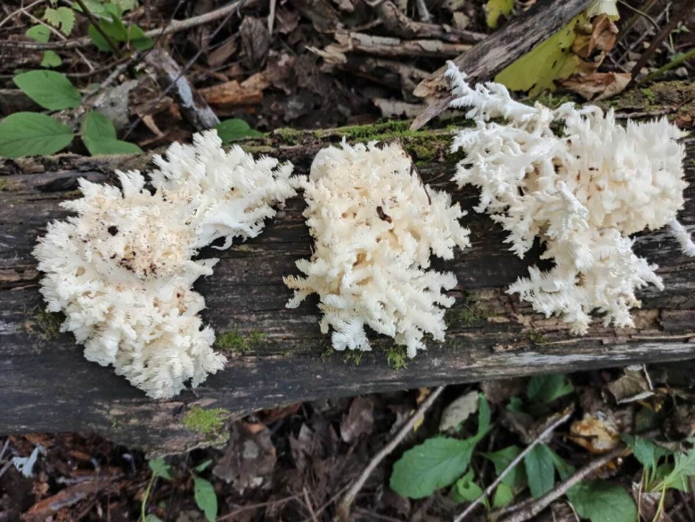 Hericium coralloides