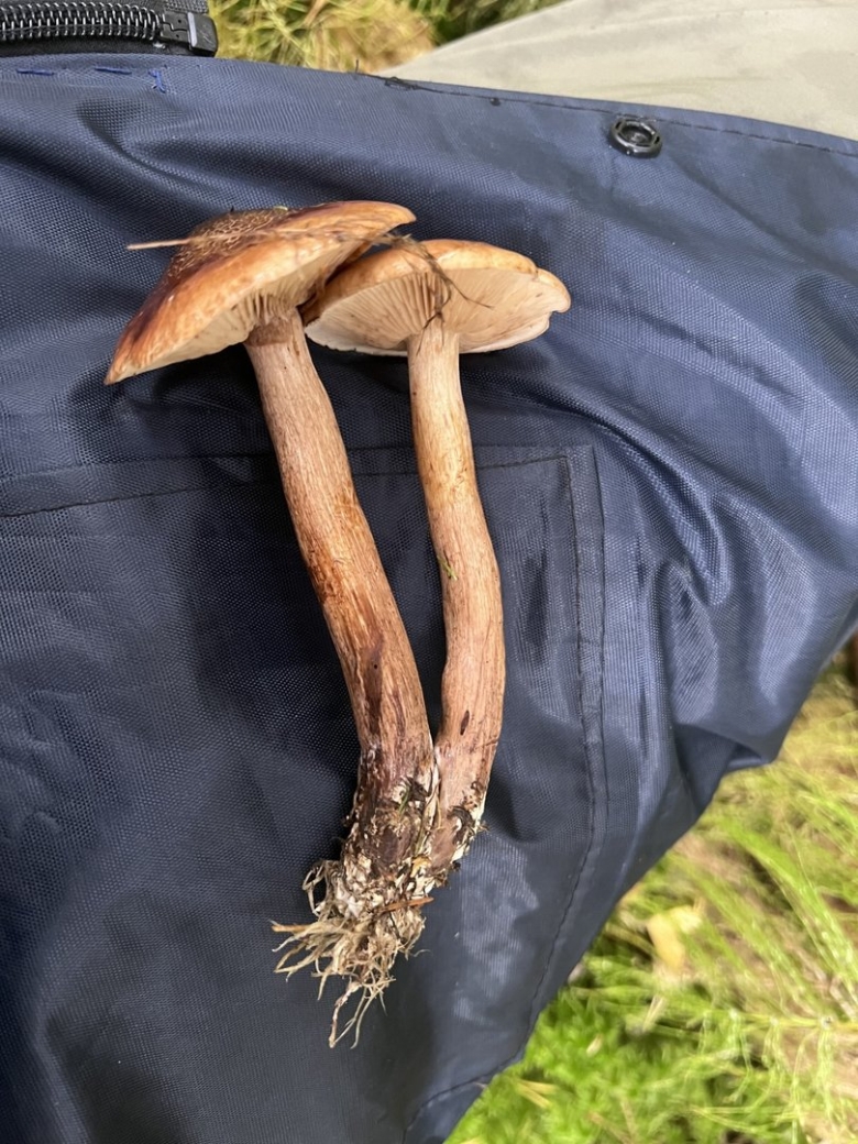 Рядовка жёлто бурая съедобная