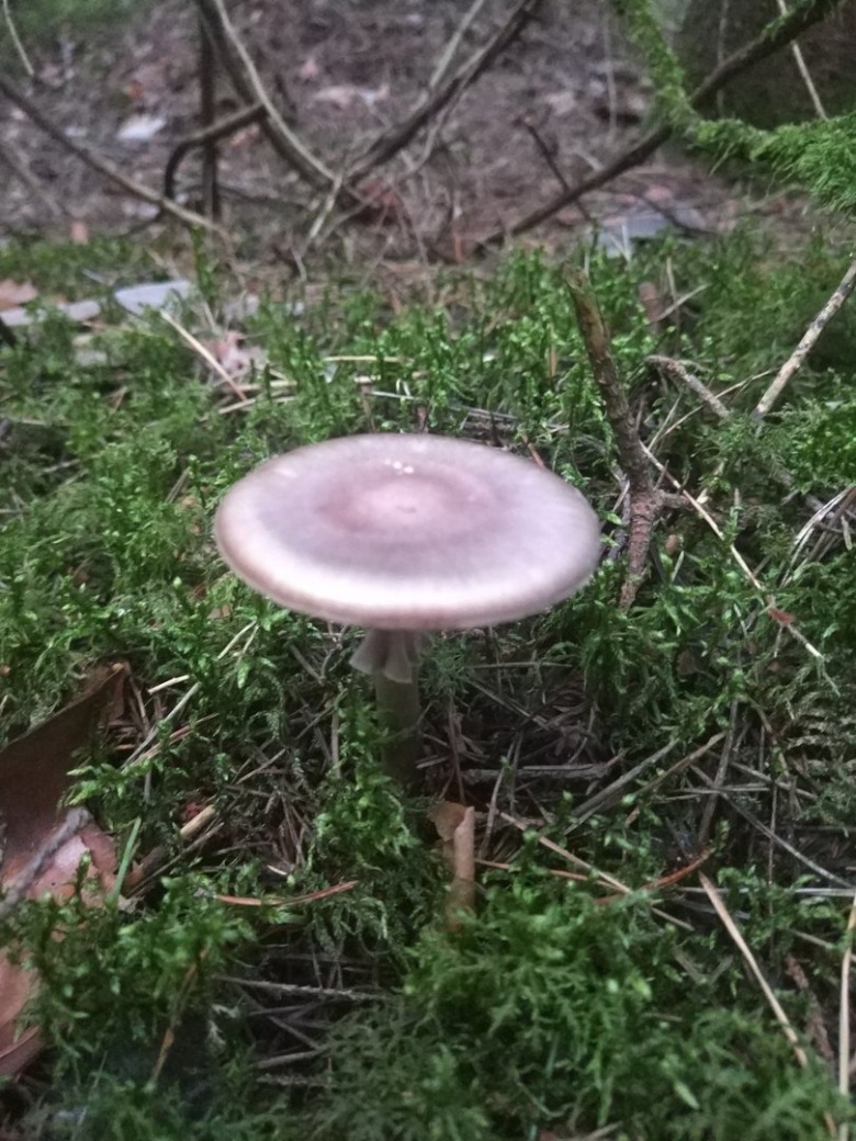 Шампиньон порфировый