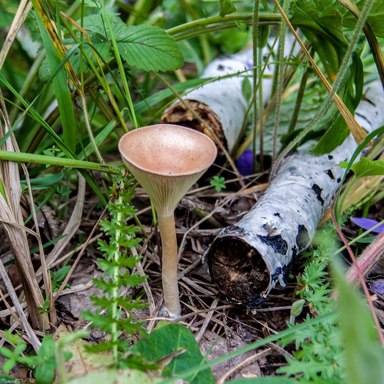 Говорушка воронковидная гриб