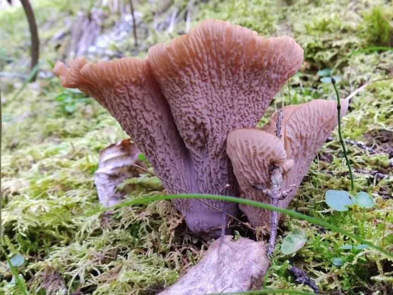 Гомфус булавовидный грибы