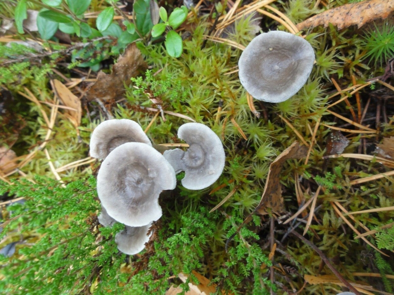 Грибы лисичка горбатая