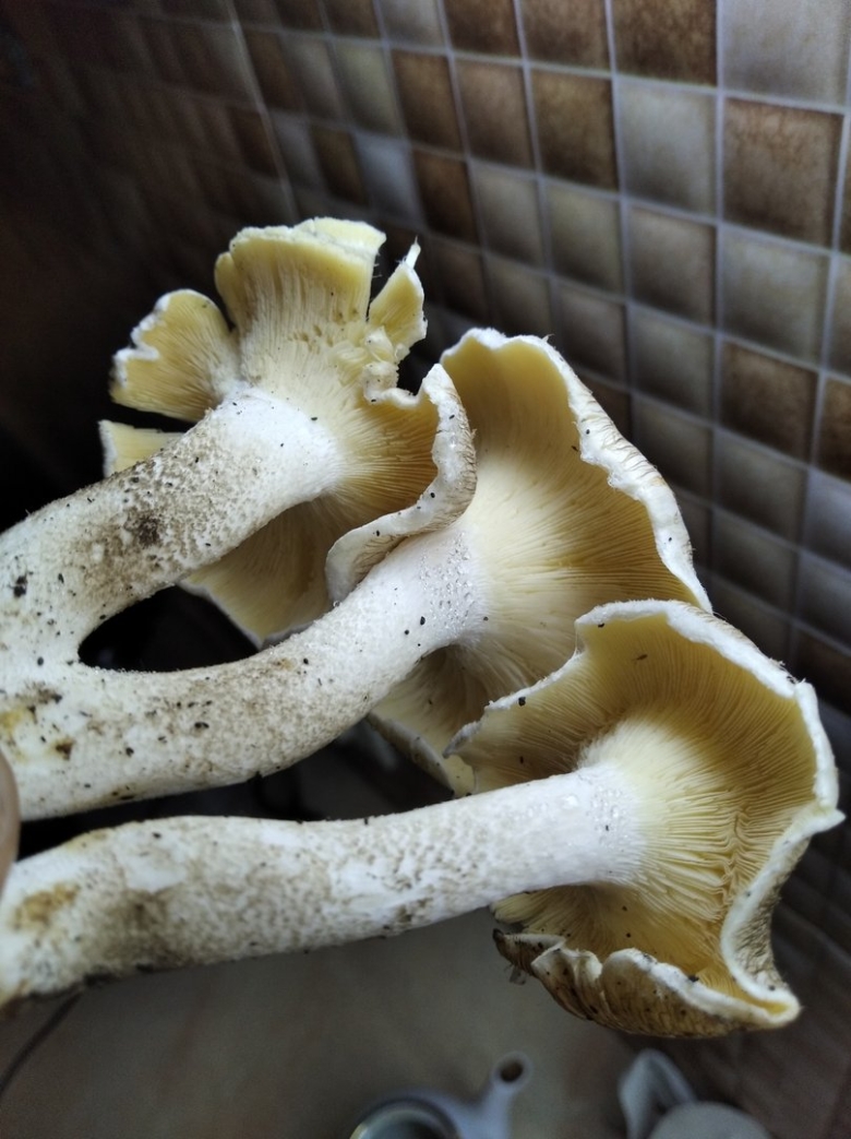 Гриб Пилолистник тигровый