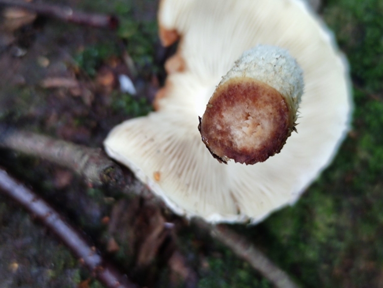 Чешуйчатка ольховая