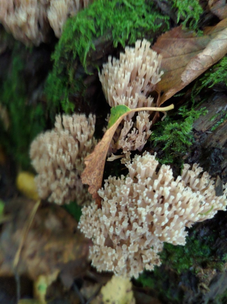 Клавикорона крыночковидная artomyces pyxidatus