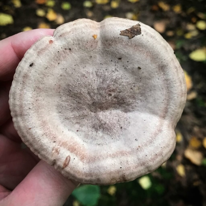 Грибы серушки фото и описание