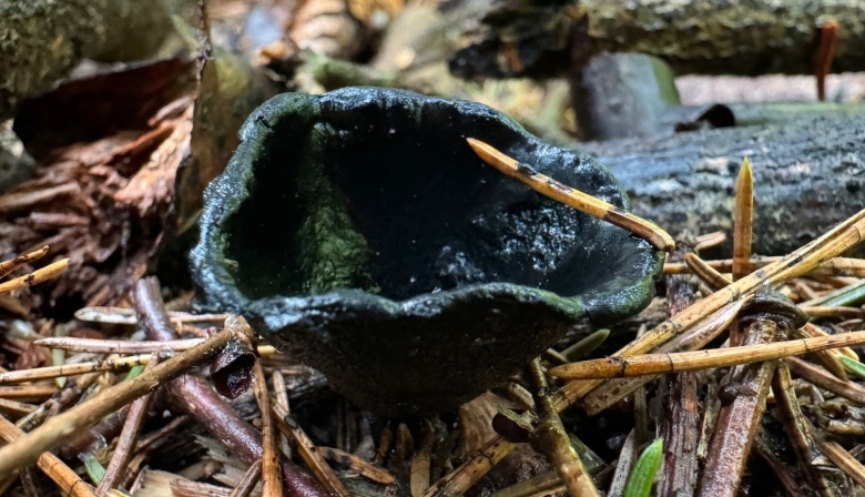 Урнула бокаловидная гриб