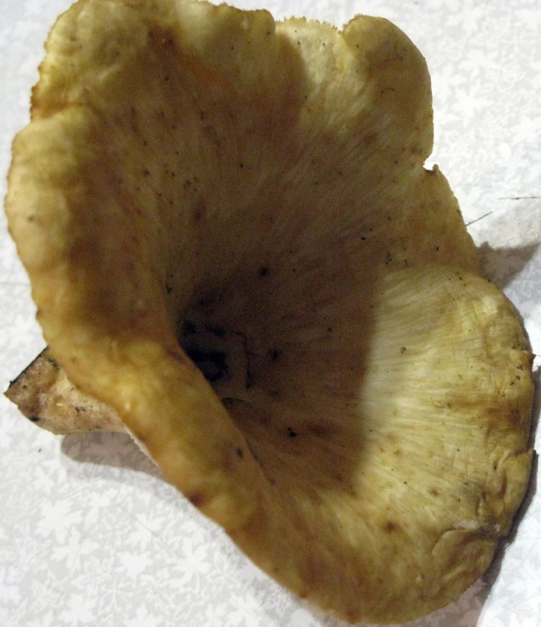 Грибы похожие на лисички