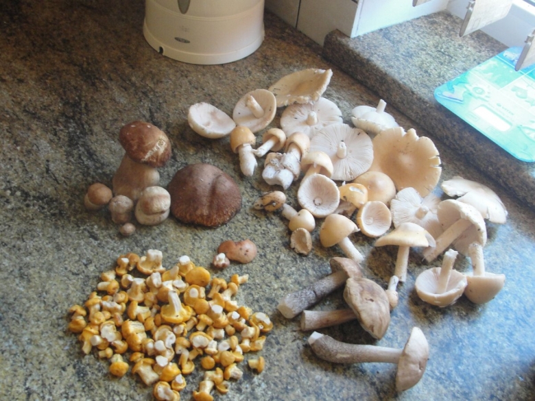 Грибной сезон