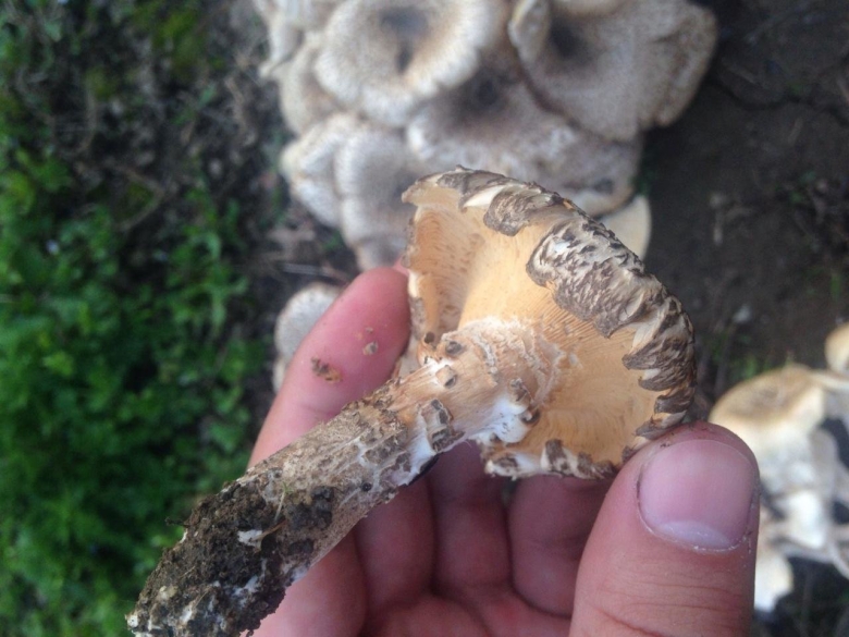 Пилолистник бокаловидный