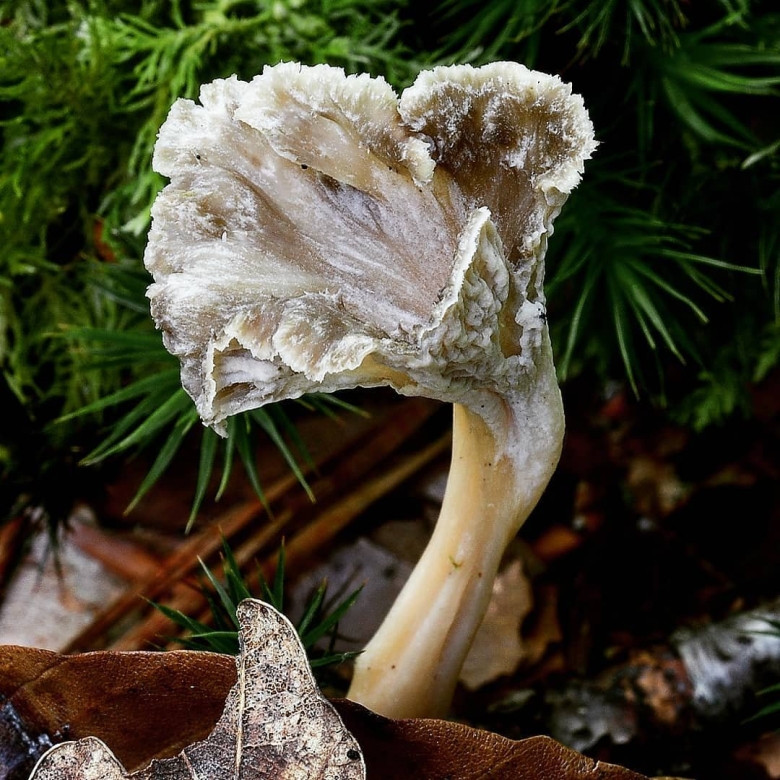 Лисичка гриб какая категория