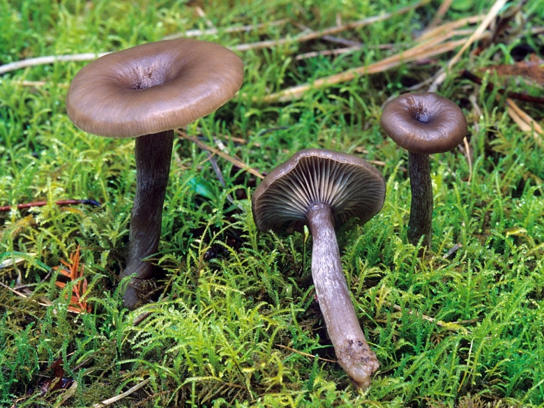 Говорушка бокаловидная Pseudoclitocybe cyathiformis