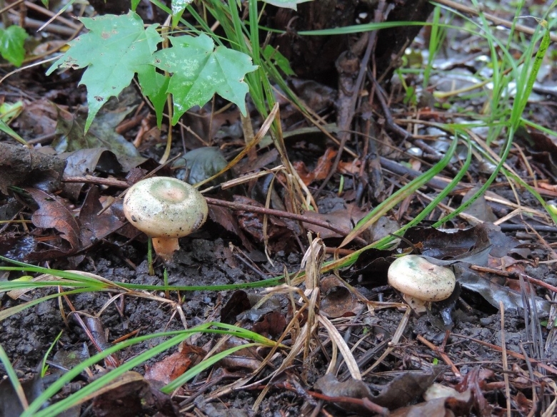 Lactarius semisanguifluus
