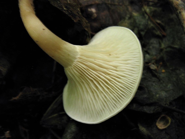 Говорушка фиолетовая