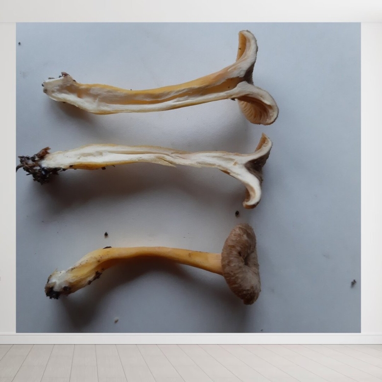 Гриб глухая Лисичка