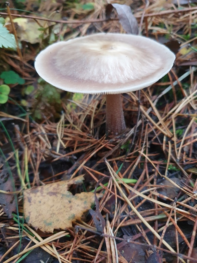 Коллибия каштановая гриб