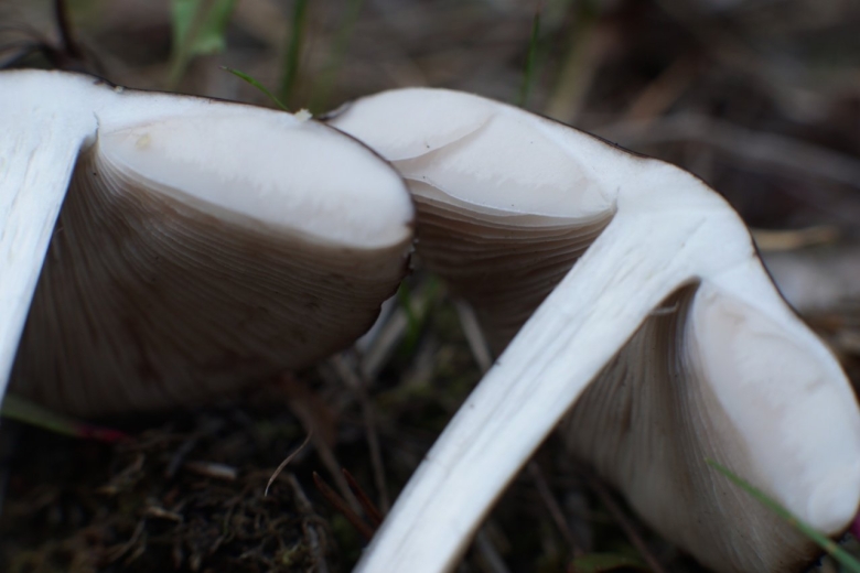 Плютей Олений