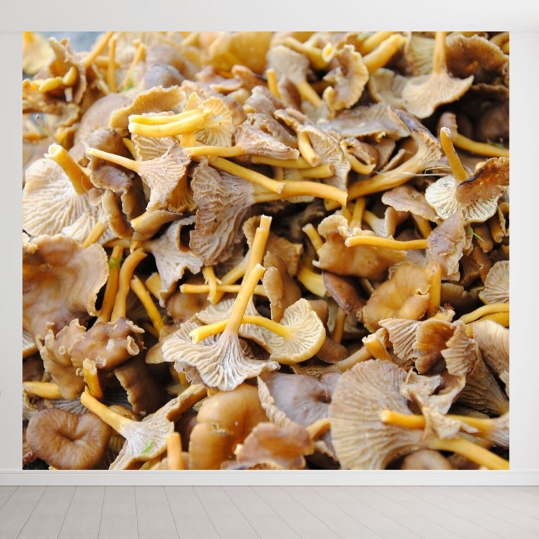 Осенние лисички грибы