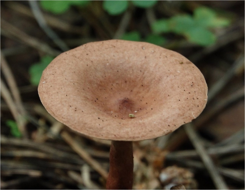 Гриб млечник горькушка