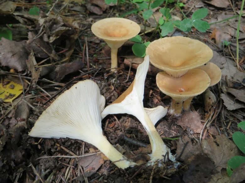 Говорушка ворончатая clitocybe gibba