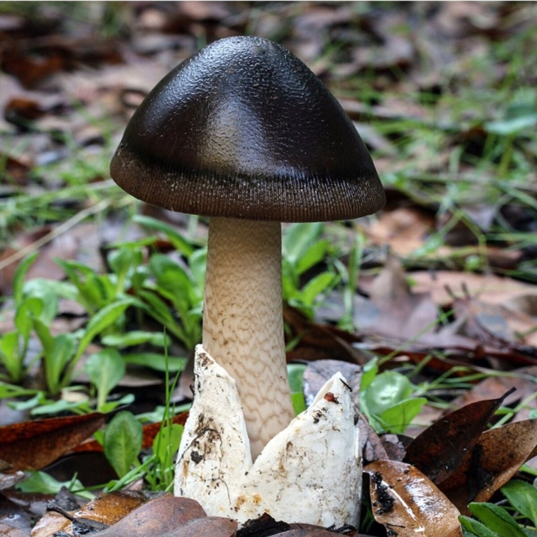 Черный чешуйчатый гриб