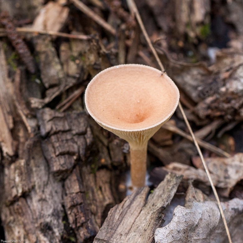 Говорушка воронковидная гриб