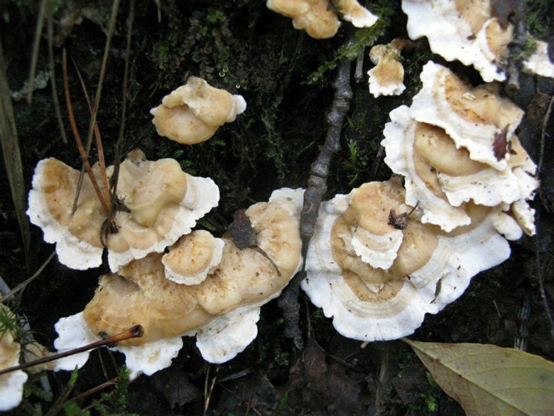 Sistotrema brinkmannii