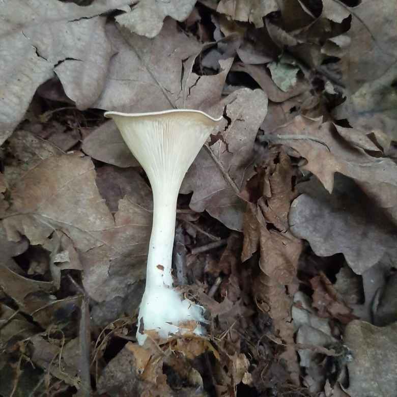 Говорушка ворончатая белая