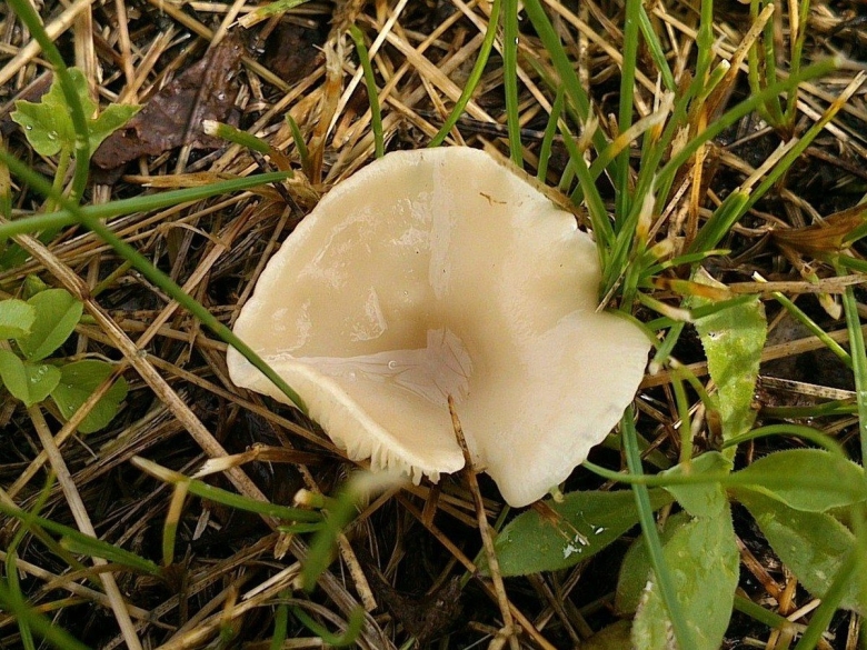 Говорушка листолюбивая