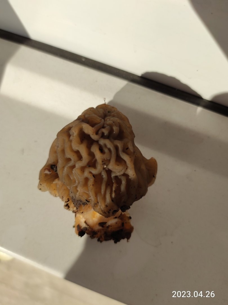 Определение грибов по фото