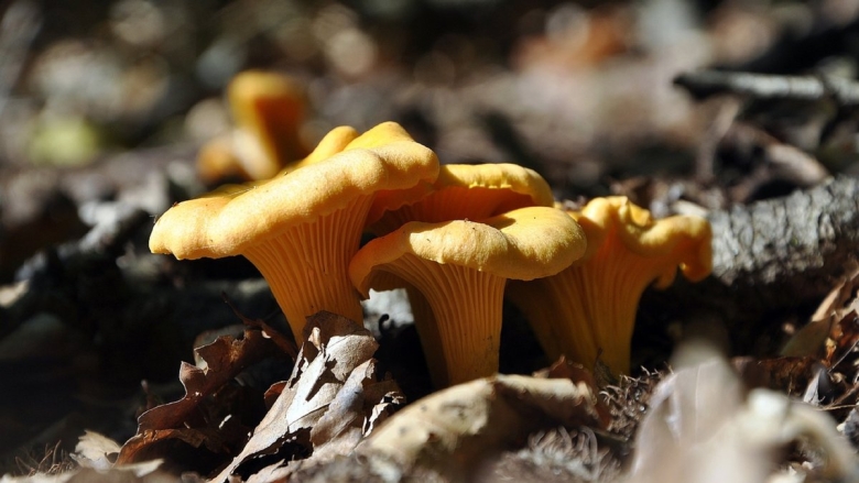 Опенок осенний луковичноногий