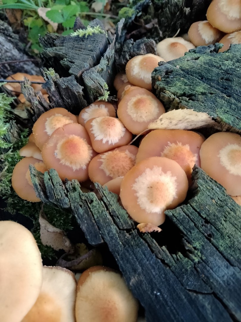 Летний опенок kuehneromyces mutabilis